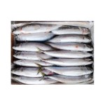 Frozen Fish Manufacturer - Pacific Indian Mackerel