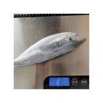 Frozen Fish Manufacturer - Pacific Indian Mackerel