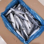 Frozen Mackerel Supplier - Pacific Whole LQF