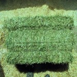 Alfalfa Hay Manufacturer - Top Grade Nutritious