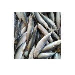 Mackerel Factory - Ukrainian Export Frozen