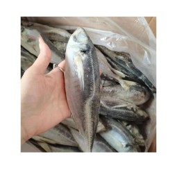 Frozen Fish Manufacturer - Pacific Indian Mackerel