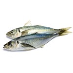 Mackerel Factory - Ukrainian Export Frozen