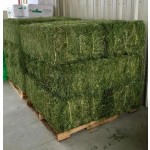 Animal Feed Supplier - Alfalfa Hay High Protein