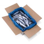 Frozen Mackerel Supplier - Pacific Whole LQF