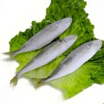 Frozen Mackerel Supplier - Pacific Whole LQF