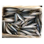 Mackerel Factory - Ukrainian Export Frozen