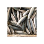 Mackerel Factory - Ukrainian Export Frozen