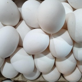 Chicken Eggs Supplier - White Eggs Fresh