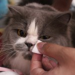 Pet Cleaning Wipes Manufacturer - OEM Eco Friendly Premium