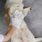 Pet Wipes Supplier - Grooming Gloves Biodegradable Dogs