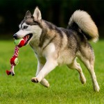 Dog Chew Toy Manufacturer - Cotton Rope Tennis