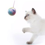 Felt Toy Supplier - Wool Ball Rattle