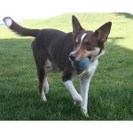 Pet Toy Factory - Wool Balls Teeth Clean