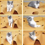 Pet Mat Supplier - Interactive Training Cat