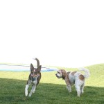 Pet Toy Factory - Wool Balls Teeth Clean