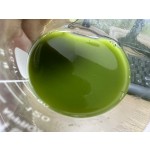 西安最好的工厂批发有机100%纯抹茶粉散装有机抹茶粉