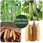 Loofah Pad Manufacturer - Natural Facial Exfoliating Scrubber