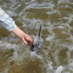 Base Station Radio Factory - Bulk 27MHz 10-20km Range