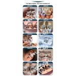 Earbuds Accessories Manufacturer - Butterfly Rhinestone Clip on Earbuds