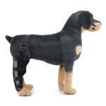 Dog Brace Supplier - High Quality Comfortable Light