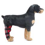 Dog Brace Supplier - High Quality Comfortable Light