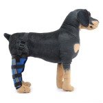 Dog Brace Supplier - High Quality Comfortable Light