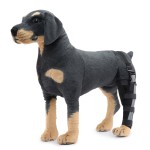Dog Brace Supplier - High Quality Comfortable Light