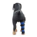 Dog Brace Supplier - High Quality Comfortable Light
