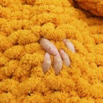 Chenille Blanket Supplier - Custom Pattern Thick