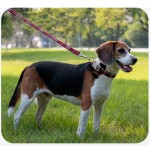 Long Leash Supplier - 50FT Comfortable Padded