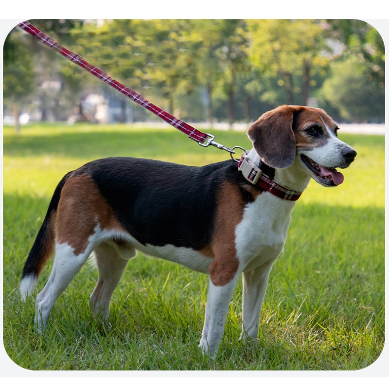 Long Leash Supplier - 50FT Comfortable Padded