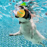 Pet Ball Supplier - Remote Control Smart Jumping