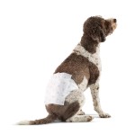 Disposable Diapers Factory - Basic Dog Diaper