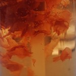 Body Lotion Supplier - Wholesale Luxury Rose Blossom Whitening Lotion