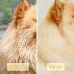 Pet Shampoo Supplier - OEM ODM Oatmeal Itchy Skin Deodorization