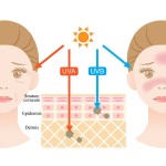 Sunscreen Factory - SPF 50 Korean Whitening UV Protection