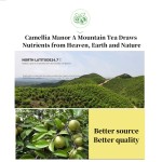 Baby Body Lotion Factory - Organic Camellia Oil Vitamin C Cream