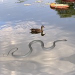 Snake Prank Prop Manufacturer - OEM Funny Scary String Clip Practical Joke Gag Realistic