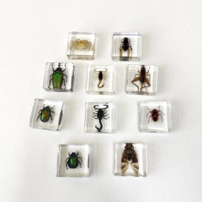 Insect Paperweight Manufacturer - OEM New Square Resin Real Specimen Ornaments Nature Exploration Teaching Aids