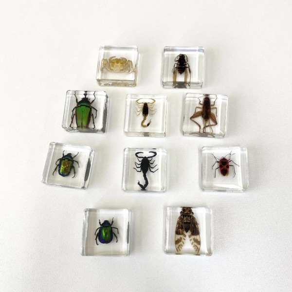 Insect Paperweight Manufacturer - OEM New Square Resin Real Specimen Ornaments Nature Exploration Teaching Aids