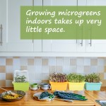 Seed Starter Tray Manufacturer - 2025 New Flexible Silicone 4 Inch Tall Reusable