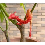 Dragon Toy - 3D Printed Flexible