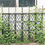 Garden Trellis - Climbing Plant Support