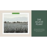 Custom Scrub Brush Factory - Eco Friendly Bamboo Handle Sisal Dish Brush