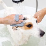 Pet Bath Brush Manufacturer - Soft Silicone Grooming Brush