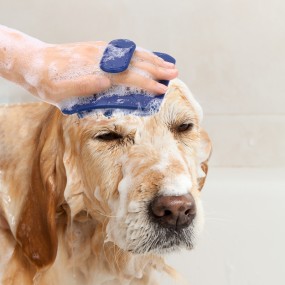 Pet Massage Brush Manufacturer - Soft Silicone Shampoo Dispenser