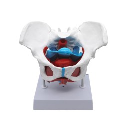 Pelvis Model Manufacturer - Life-Size Female Anatomy Model