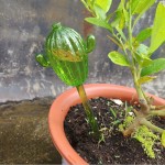 New Product Cactus Watering Pot Seepage Irrigation Houseplant Watering Pot Automatic Watering Pot Gardening Tool