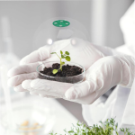 New Transparent Mini PVC Seedling Cover Agricultural Insulation Garden Seedling Plant Cover Vegetable Fruit Tray Cover